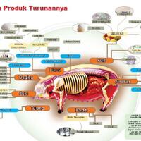 pig-masukberbagai-mitos-tentang-babi-ternyata-keliru