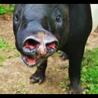 video-baru-isis-4-orang-digantung-lalu-dibakar-hidup-hidup-sambil-meronta-ronta