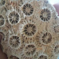 keindahan-teratai-coral-fossil