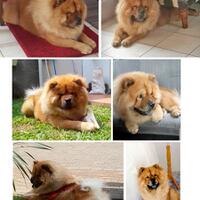 chowchow-lovers