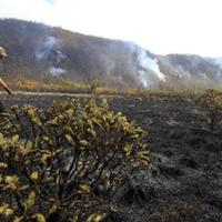 foto-ratusan-hektar-ladang-edelweis-tegal-alun-papandayan--dibakar