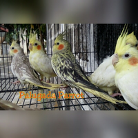 8776877698299829-penggemar-cockatiel---falck---parkit-australi-9829982987768776