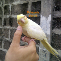 8776877698299829-penggemar-cockatiel---falck---parkit-australi-9829982987768776