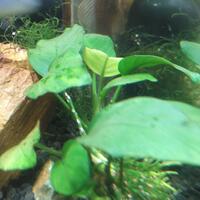 aquascape-for-everyone-learning-and-sharing---part-2