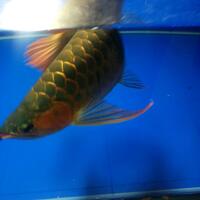 arowana--new-thread----part-1