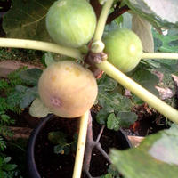 pohon-tin-pohon-ara-buah-tinbuah-ara-untuk-cancer-dan-collesterol-tinggi---part-2