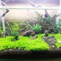 aquascape-for-everyone-learning-and-sharing---part-2