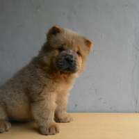 chowchow-lovers