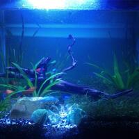 aquascape-for-everyone-learning-and-sharing---part-2