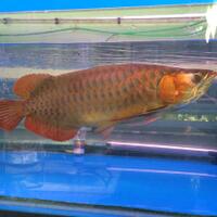 arowana--new-thread----part-1