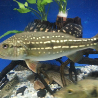 new--freshwater-fish-lounge---part-2