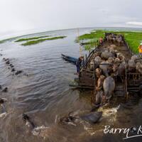 kerbau-rawa-amuntai-borneo-yang-unik--menggemaskan