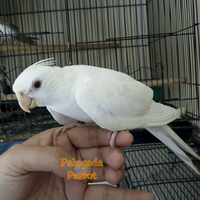 8776877698299829-penggemar-cockatiel---falck---parkit-australi-9829982987768776