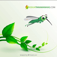 tanaman-hias-daun-pengusir-nyamuk