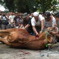 hal-seru-di-idul-adha