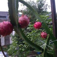 share-budidaya-buah-naga