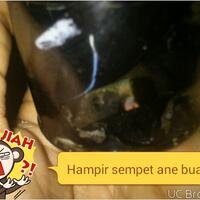 bob-black-opal-banten-atau-kalimaya-nyok-bobers