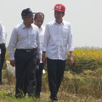 wajib-ht-kenakan-topi-ala-anak-muda-jokowi-turun-ke-sawah-di-karawang