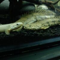 polypterus-aka-palmas-lounge-part-ii-ask-sharing--post-your-bichir-here---part-1