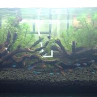 aquascape-for-everyone-learning-and-sharing---part-2