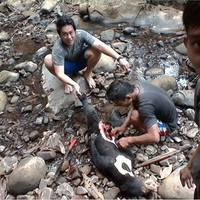 daging-beruang-madu-yang-dibunuh-itu-dimasak-rica-rica