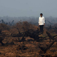 foto-sedih-presiden-jokowi-tembus-hutan-yang-hangus