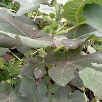 pohon-tin-pohon-ara-buah-tinbuah-ara-untuk-cancer-dan-collesterol-tinggi---part-2