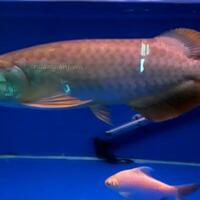 arowana--new-thread----part-1