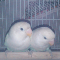 lovebird-lovers