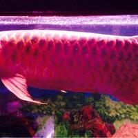 arowana--new-thread----part-1