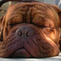 di-era-jokowi-kpk-dimatikan-dan-pengemplang-pajak-diampuni