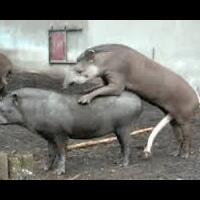 op-ed-how-islam-creates-sociopaths