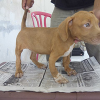 the-american-pitbull-lover039s---part-5