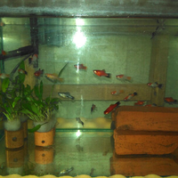 molly--guppy--platty--swordtail--dan-sejenisnya--masuk-ya-gan