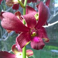 official-lounge-lumia-535