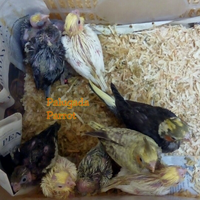 8776877698299829-penggemar-cockatiel---falck---parkit-australi-9829982987768776