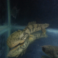 polypterus-aka-palmas-lounge-part-ii-ask-sharing--post-your-bichir-here---part-1