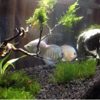 aquascape-for-everyone-learning-and-sharing---part-2