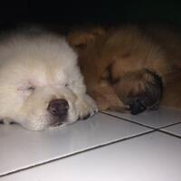 puppies-chow-chow