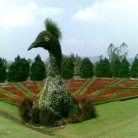 25-topiary---seni-hortikultura-yang-menawan