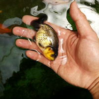 maskoki-ngomongin-semuanya-ttg-maskoki-yuk---part-4