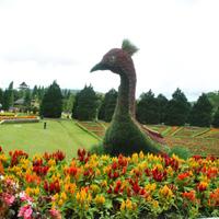 25-topiary---seni-hortikultura-yang-menawan