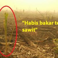 seed-bombing-apakah-indonesia-harus-segera-quotmeledakkanquot-ini