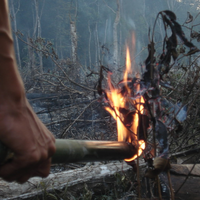 kebakaran-di-hutan-kalimantan-piton-ini-mati-terpanggang-bersama-telurnya