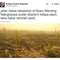 o0o-siapa-dia---ajaib-tumbuh-bibit-sawit-di-tanah-bekas-pembakaran-hutan