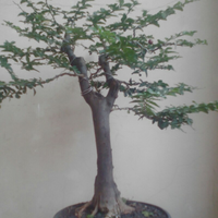 bonsai-kaskus-reborn--forum-sharing--diskusi-seputar-seni-bonsai-indonesia