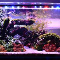 aquascape-for-everyone-learning-and-sharing---part-2