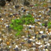 aquascape-for-everyone-learning-and-sharing---part-2