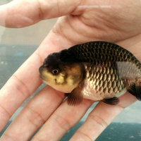 maskoki-ngomongin-semuanya-ttg-maskoki-yuk---part-4