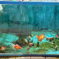 maskoki-ngomongin-semuanya-ttg-maskoki-yuk---part-4